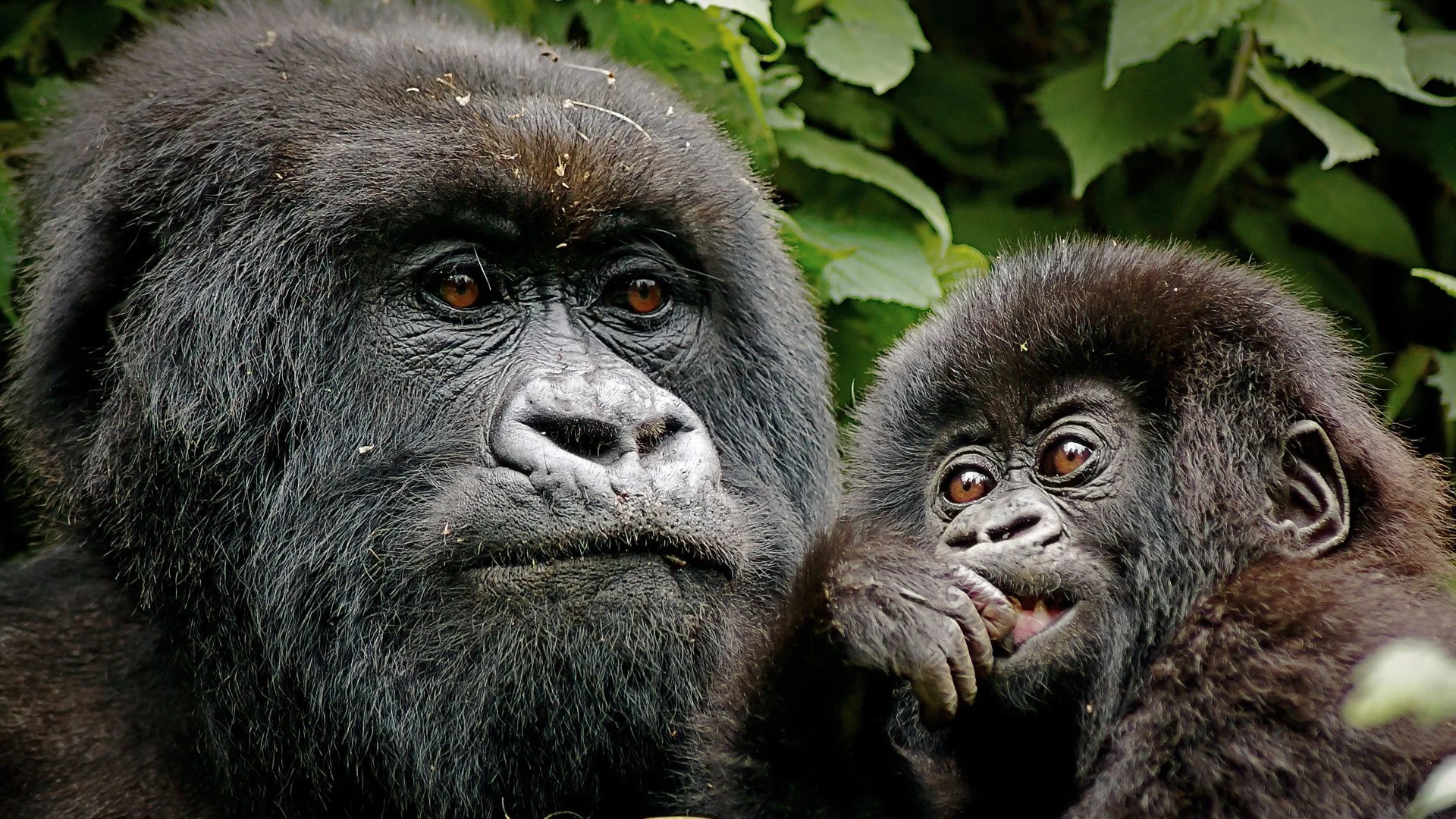 3 Tage Ruanda Gorilla Tracking