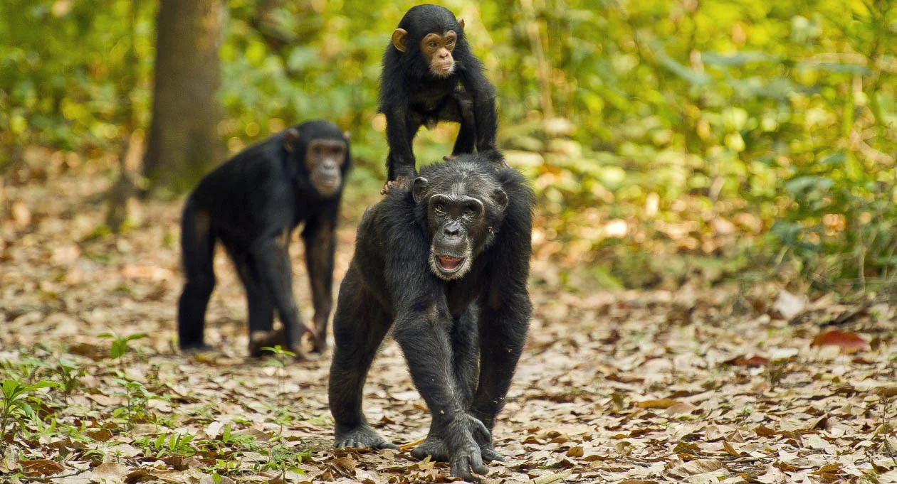 Schimpansen und Gorillas