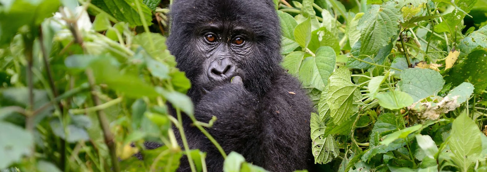 Gorilla-Tracking im Volcanoes-Nationalpark