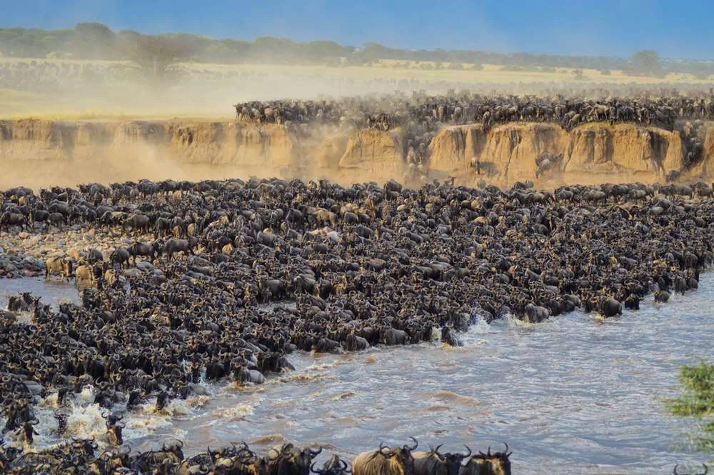 Mara Flussdurchquerung-Serengeti Safaris