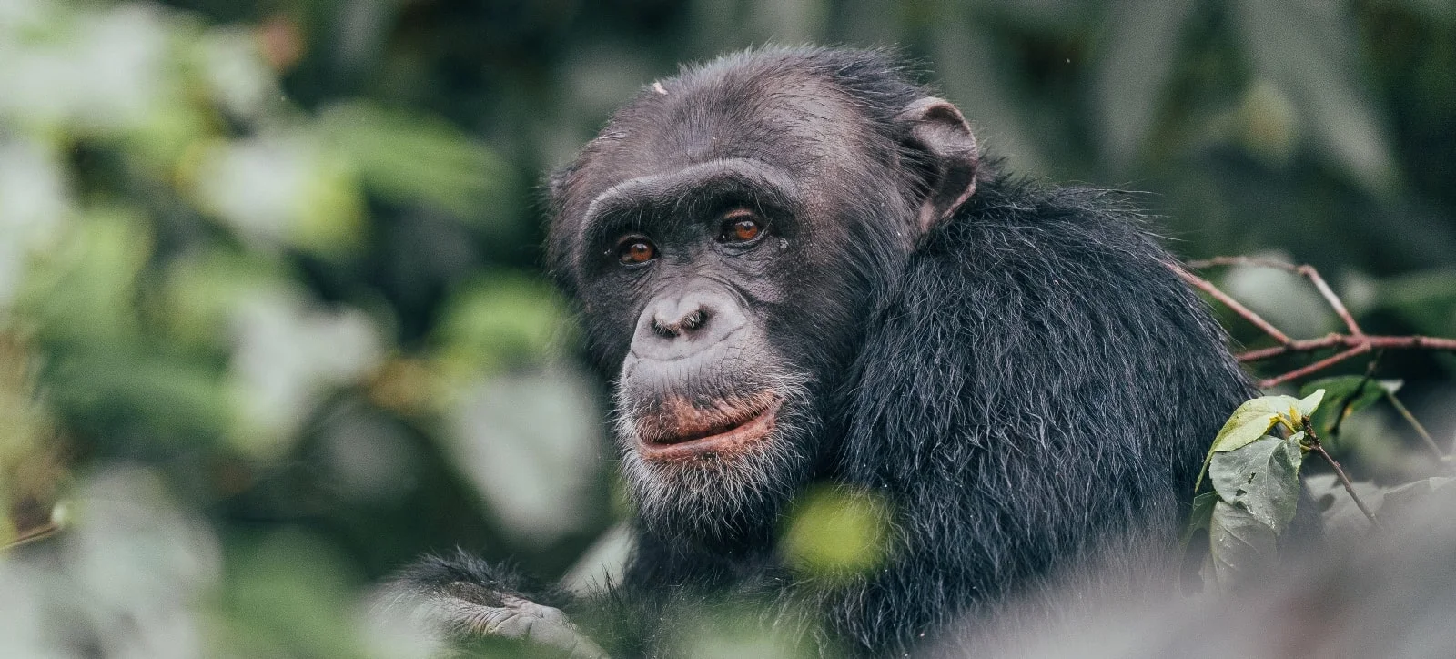 Schimpansen und Gorillas