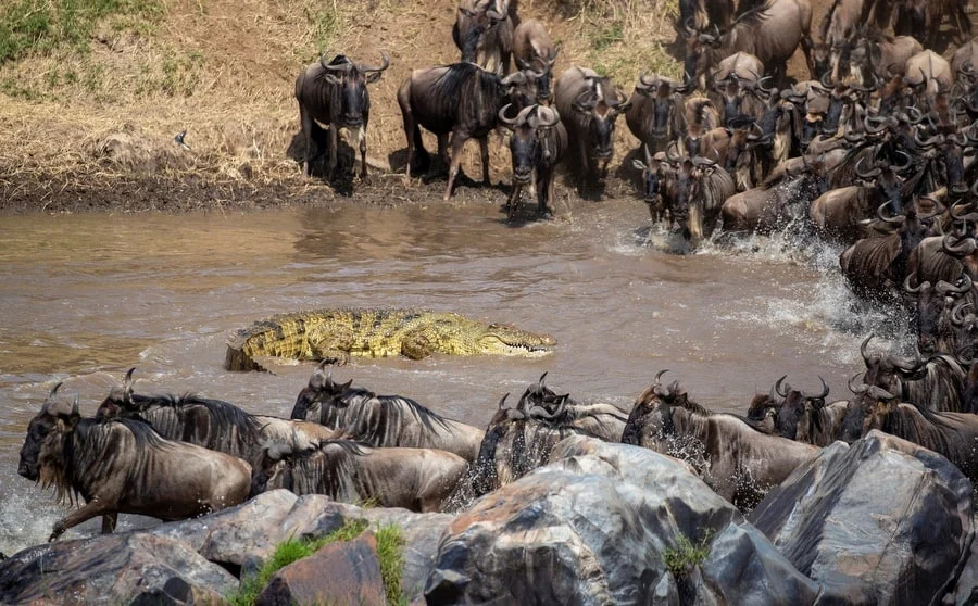 Serengeti Kalbungszeit