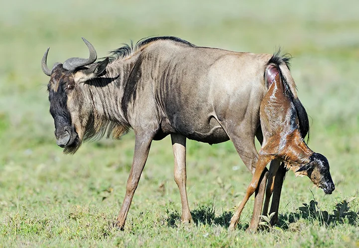 Serengeti Kalbungszeit